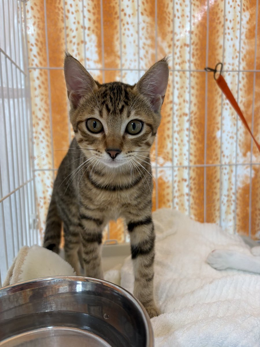 shippomura's tweet photo. 明日27日の譲渡会に参加する猫たちのツイキャスです

14頭の子ネコが参加予定です（体調により変更があることをご了承下さい🙇‍♀️）

がんばって生きてきた子猫たちに幸せになってほしい🍀

ぜひ会場にお越しになって実際に会ってみてくださいね

お待ちしております✨ https://t.co/Wtchy0glOE