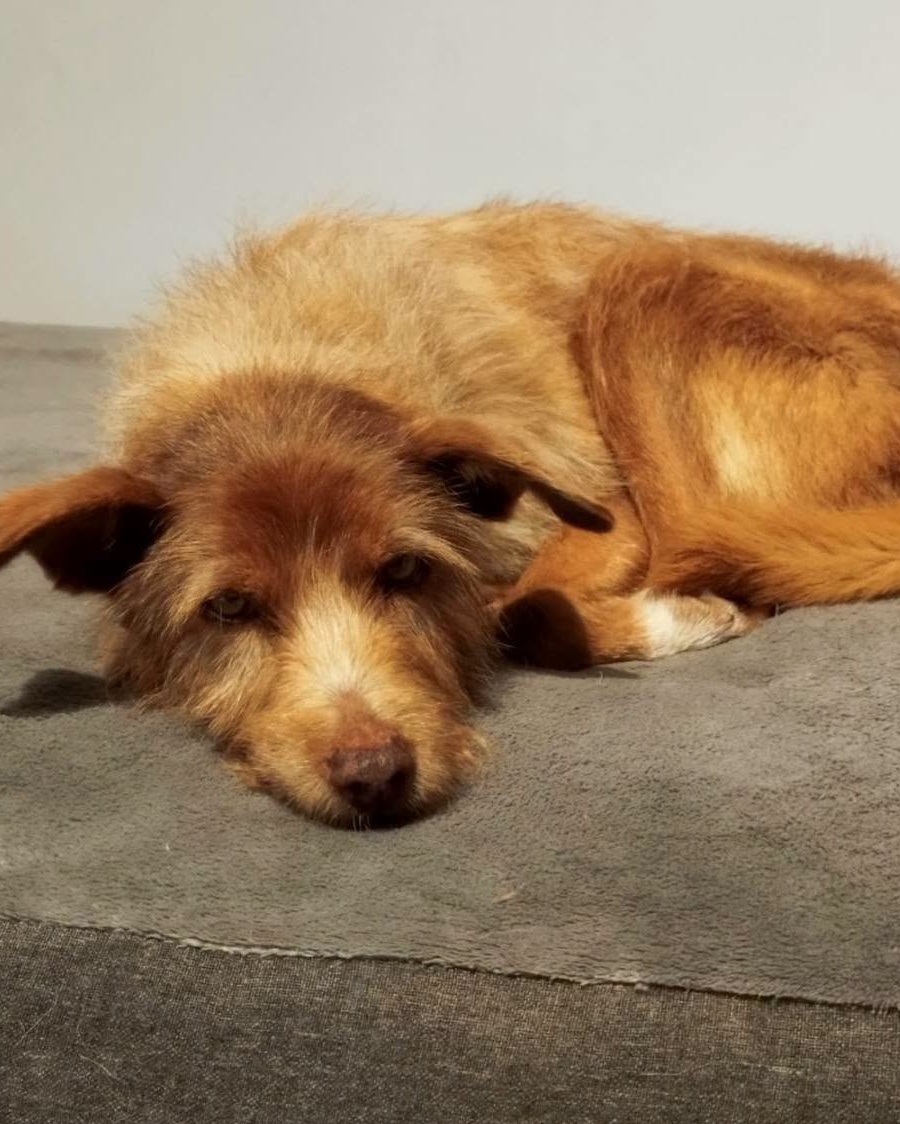 SosAbuelos1's tweet photo. #BIZKAIA
#ELSA tiene 9 años y es una recién llegada

Es una abuelita muy dulce. Está un poquito #sorda, pero entiende perfectamente el lenguaje del amor y eso es lo que busca: calma, seguridad, cariño

Es muy sociable con gatitos

Contacto: acogidasperros.sosbilbao@gmail.com https://t.co/KZO1uCR8Aj