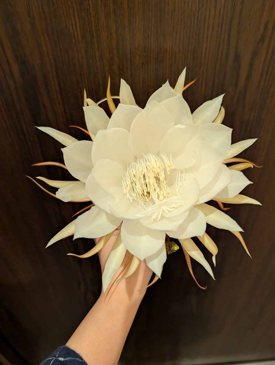 60VtlPO9GvAXlV6's tweet photo. 「お花を一輪貰っていただけない？」

そう声をかけられ　いただいてしまった
月下美人 https://t.co/x401kMc39M