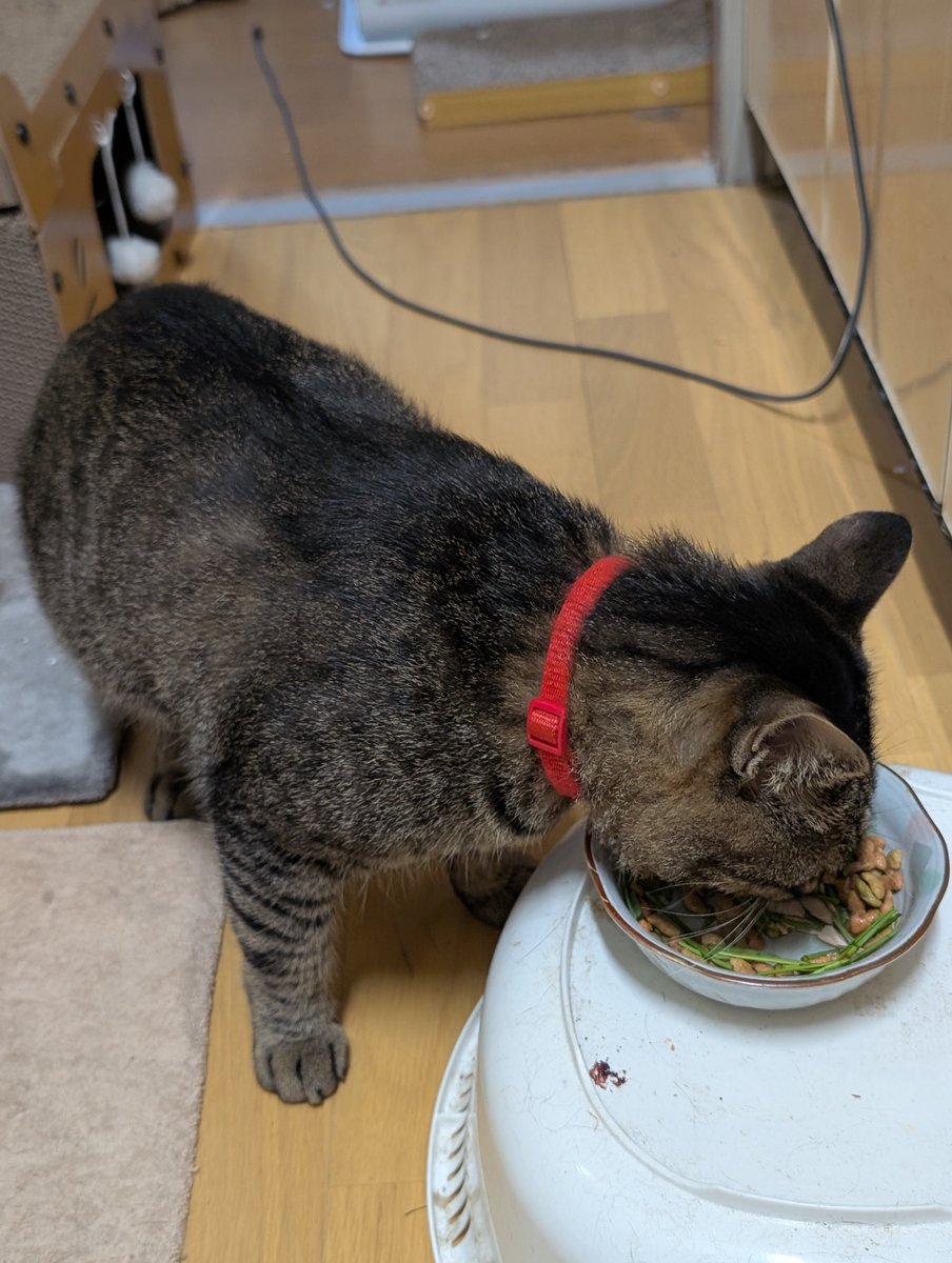 ohhowz's tweet photo. ガツガツガツガツ (ΦωΦ)

#キジトラ　　#春乃しまじろう
#猫好きさんと繫がりたい 
#猫のいる暮らし https://t.co/9sFHQubmav