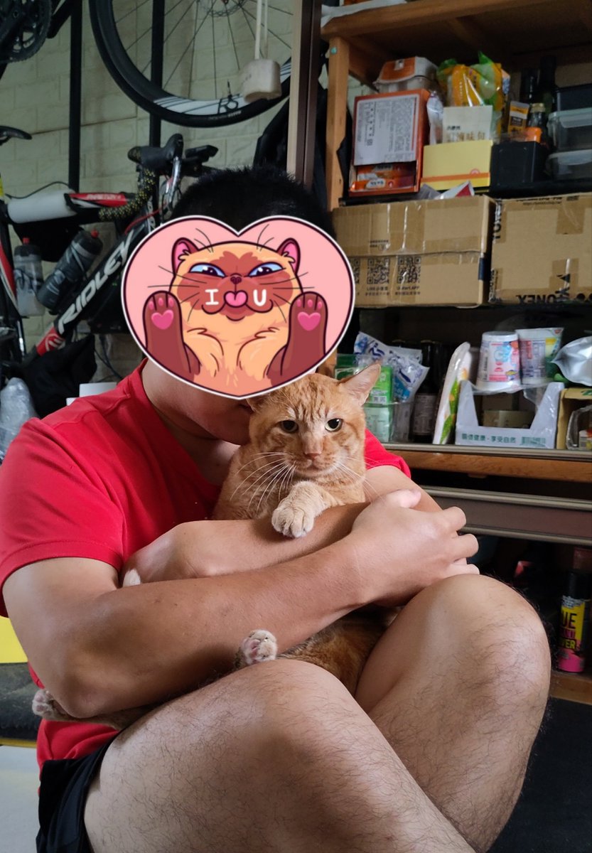 NgoSu7tyb's tweet photo. 這兩天水哥超撒嬌
有確定他吃飽了
還是一直喵喵叫蹭蹭討摸摸
還可以抱起來一下下
（雖然臉還是臭的
#水哥日記 Day 90 https://t.co/I6J9nO7qGG