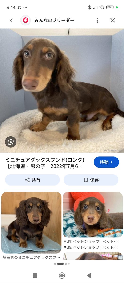 m60390425's tweet photo. 足利市の裁判所前の理髪店のミニチュアダックスのロイちゃんが逃げてしまいました😭！
道路に飛び出して大通りの方に走って行きました
赤のリードを引きずったまま走り逃げてるのでわかりやすい��思います
もし見かけたら
足利市のしみずヘアサロンさんにご連絡お願いします
犬の見た目はこんな感じ⬇ https://t.co/CZcJDhHhfL