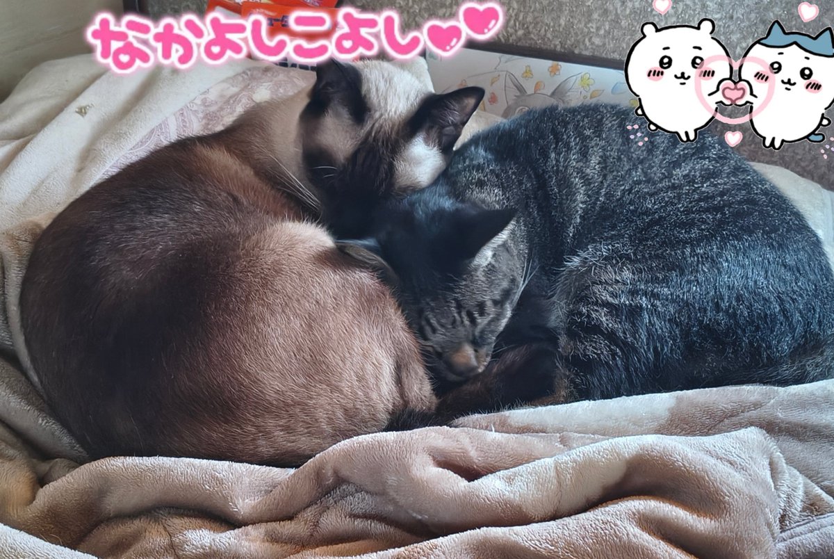 kotetsu042907's tweet photo. こんばんはﾆｬﾝ😺

今日は一日中☔で
空気がひんやりしてました。

そしたら
二人が寄り添って
寝ていました😃

もう少し季節が進んだら
私のところにも
来てくれるかな？😆

#シャムミックス
#キジトラ
#ねこ好き
#猫好きさんと繋がりたい https://t.co/wwja7lDxIs