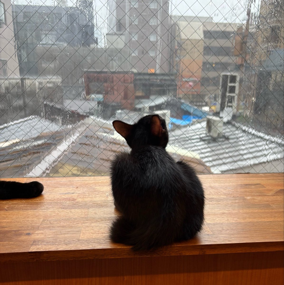 soratobu_tyappi's tweet photo. 窓にバンバン当たる雨が不思議でしょうがない様子のおチビちゃん。

雨も気にせずおしくらまんじゅうで寝てるおチビちゃん。

色んな子が居て可愛いです😊

#かごにゃん　#キャットシェルター　#保護猫カフェ https://t.co/jHROzWJ2LY
