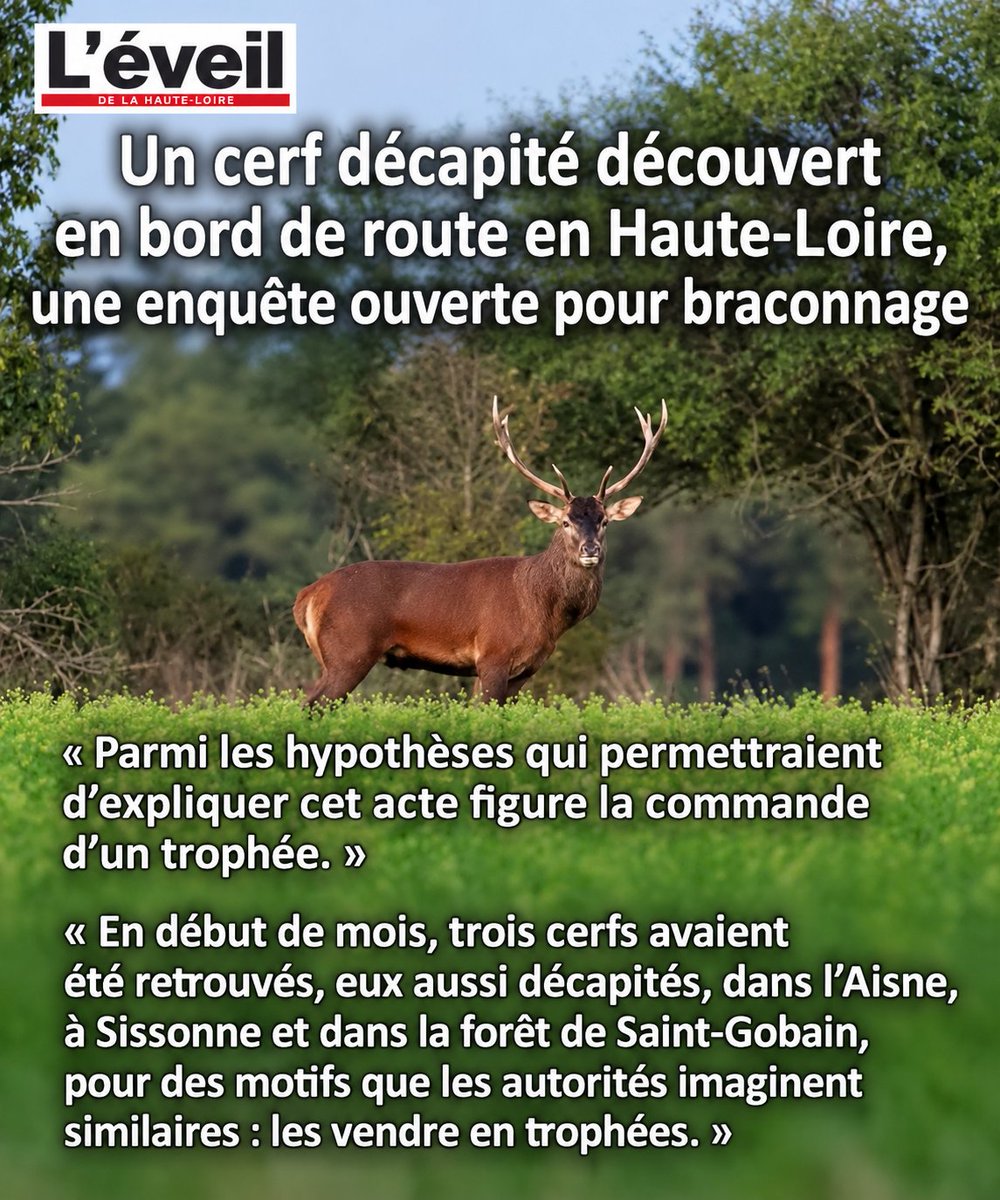 FrancAller_info's tweet photo. Mais alors... le cerf décapité de m'sieur #Besson, dans l'Orne... qu'a été r'trouvé avant l'ouverture de la #chasse, là... ce s'rait pas une infâme provocation des #chasseurs ? 🤫
L'Besson, y s'rait pas le centre du monde ?
#Braconnage
#ChassePartage
➡️ https://t.co/gywaStHVxr
