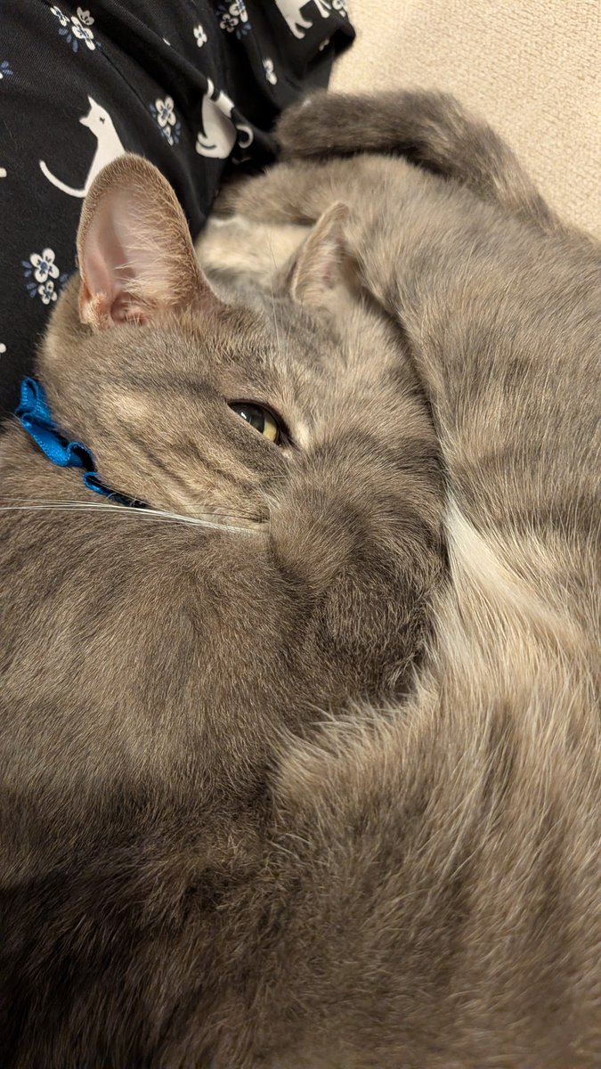 GEN2TAKERU's tweet photo. カメラの気配分かるんだよ😼 https://t.co/K8GmwhNSv4