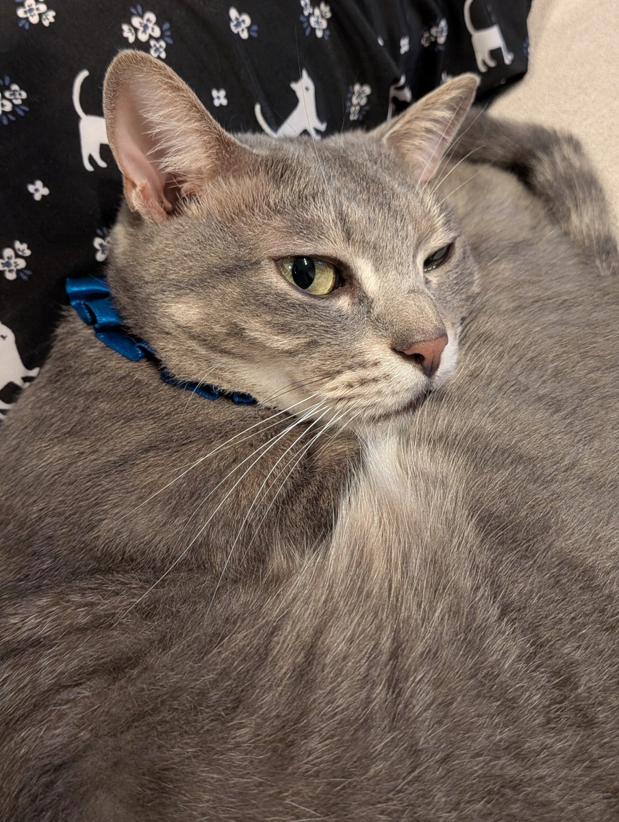 GEN2TAKERU's tweet photo. カメラの気配分かるんだよ😼 https://t.co/K8GmwhNSv4