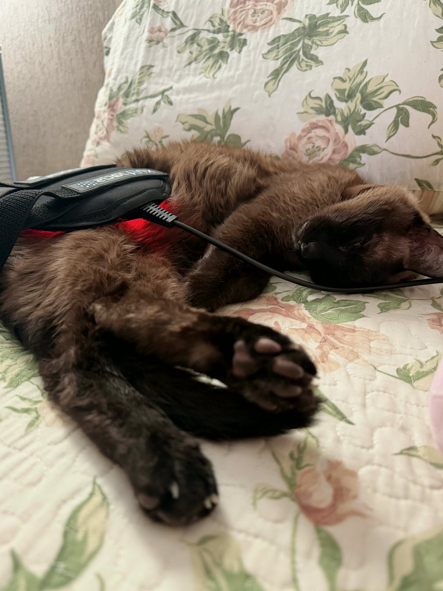 riveratereq6gd's tweet photo. Red light therapy on my 15y baby
#Meow https://t.co/VYBn1PShPc
