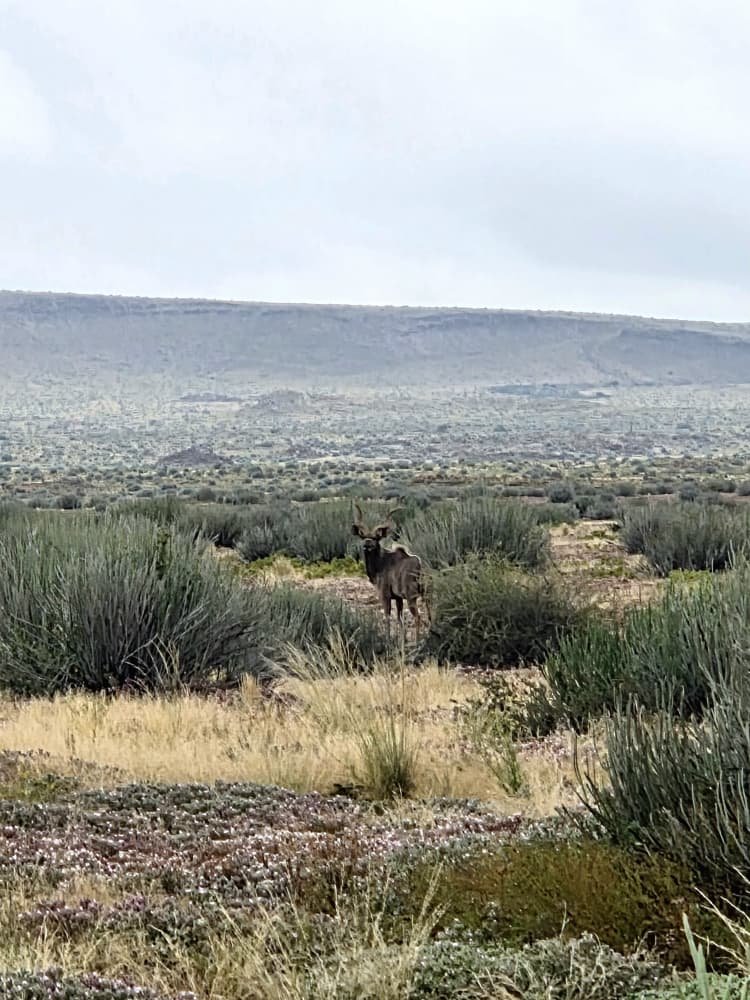 GondwanaLodges's tweet photo. Beautiful kudu bull in the Canyon Park.
📍 https://t.co/gAIaeCmEBV
📸 Michelle Rodgers
#GondwanaCollectionNamibia #GondwanaCanyonPark #Kudu #KuduBull #NamibiaWildlife #WildlifeLovers #DiscoverNamibia #Namibia #VisitNamibia #AfricanWildlife #NatureLovers https://t.co/O2PPps3w70