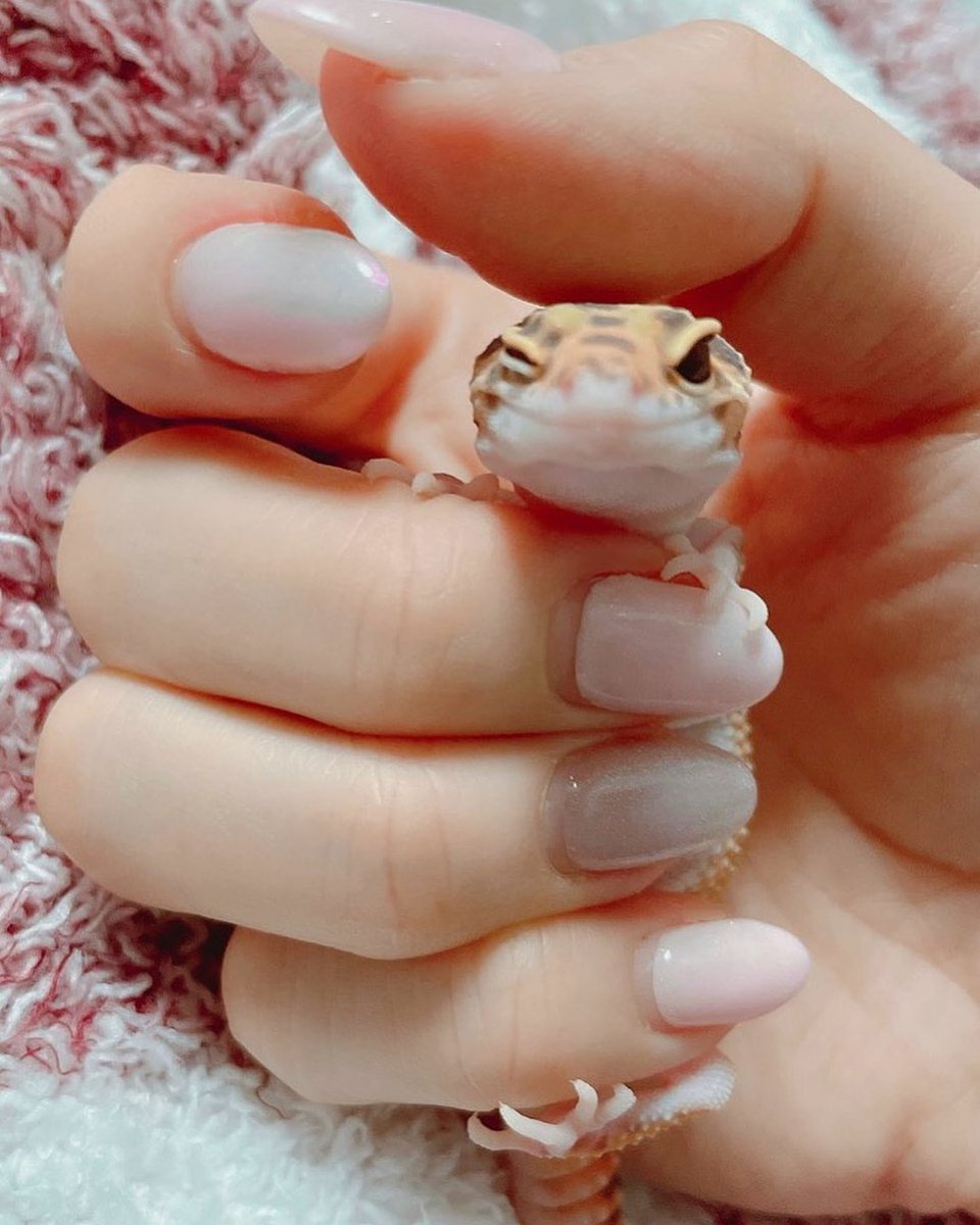 madopisama's tweet photo. 小さなヒョウモントカゲモドキと、クリームネイル💅
「人間の手って、大きくてあったかいなぁ」って言ってるみたい🦎🤍
.
普段はちょっぴりワイルドなのに、
こうやってそっと包んであげると、
安心したように目を閉じてくれるのがたまらない❤️✨
#レオパードゲッコー  #ヤモリ好きな人と繋がりたい https://t.co/mezpsm1l04