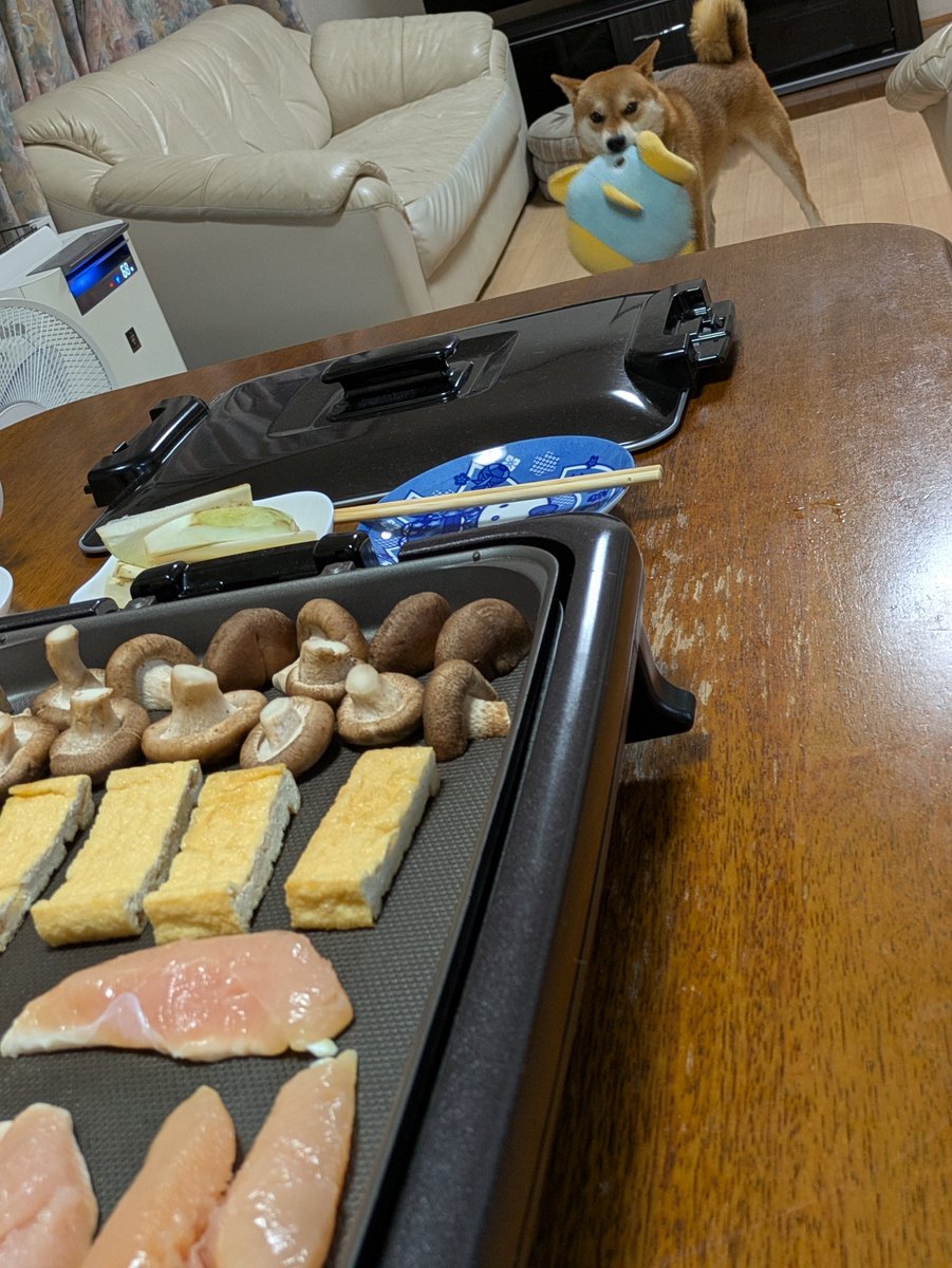 megakumadori's tweet photo. ホットプレートの端で焼かれているのが自分の分のササミだと気がついた犬です。 https://t.co/6WsEzFT9nt