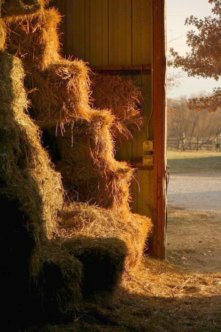 CMan0FTomorrow's tweet photo. Early start this morning, helping my old man round the farm 💪😁

Let’s see what today brings ☀️ https://t.co/iVSyuDy4Kk