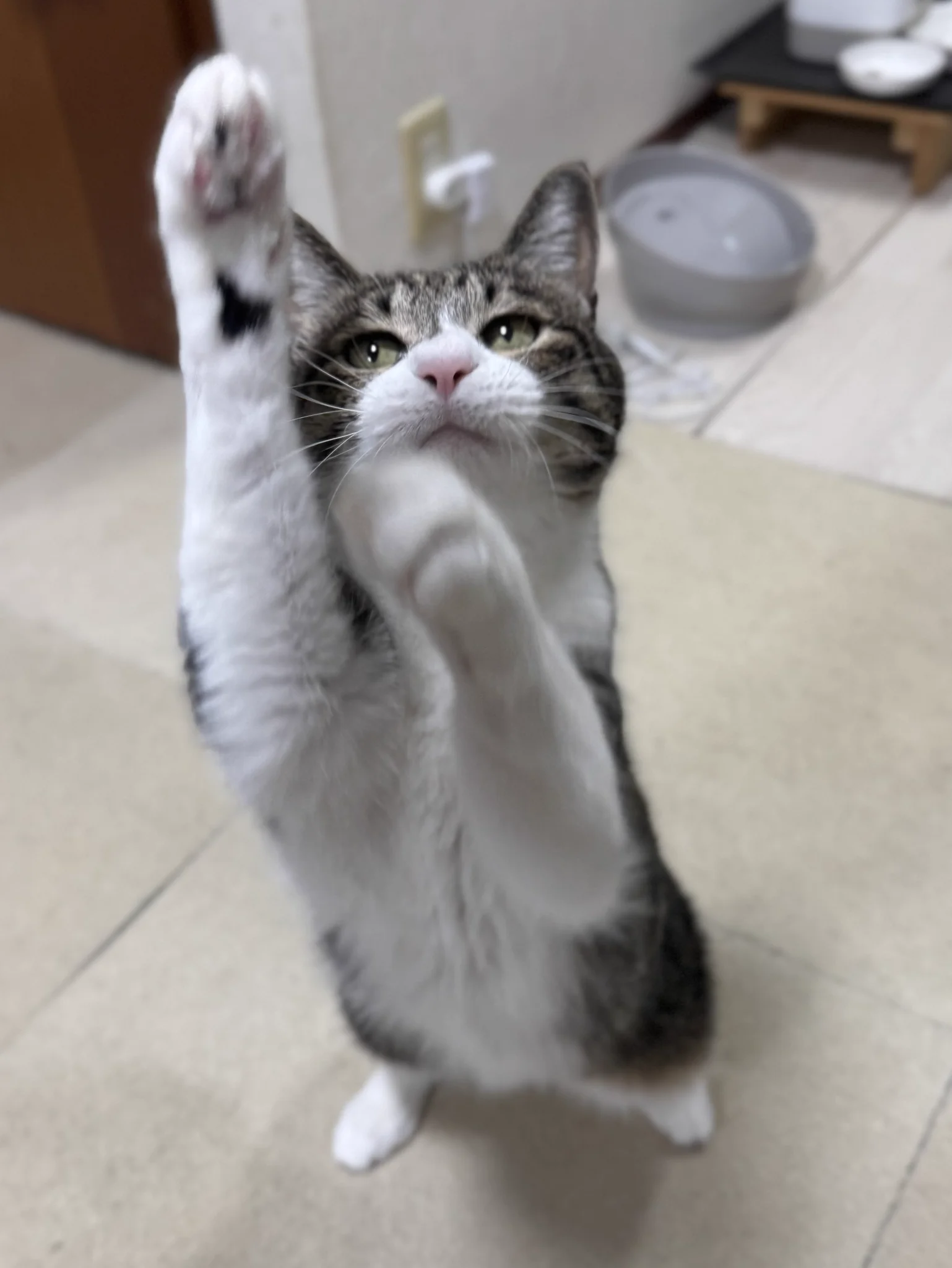 ぎんのねこ on X: 