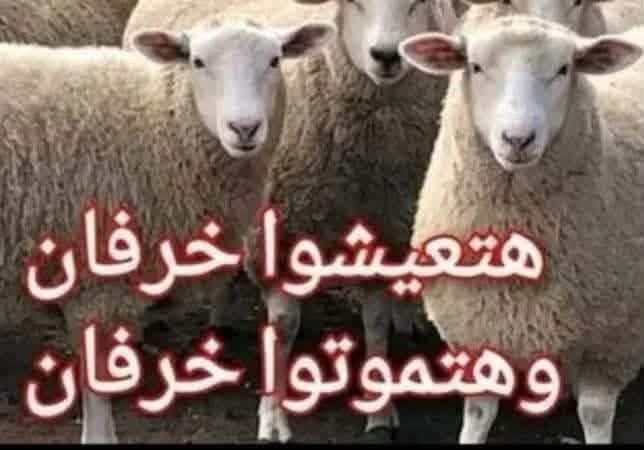 Sayed450813431's tweet photo. @ThawretShaaab https://t.co/c7EU3avmhX