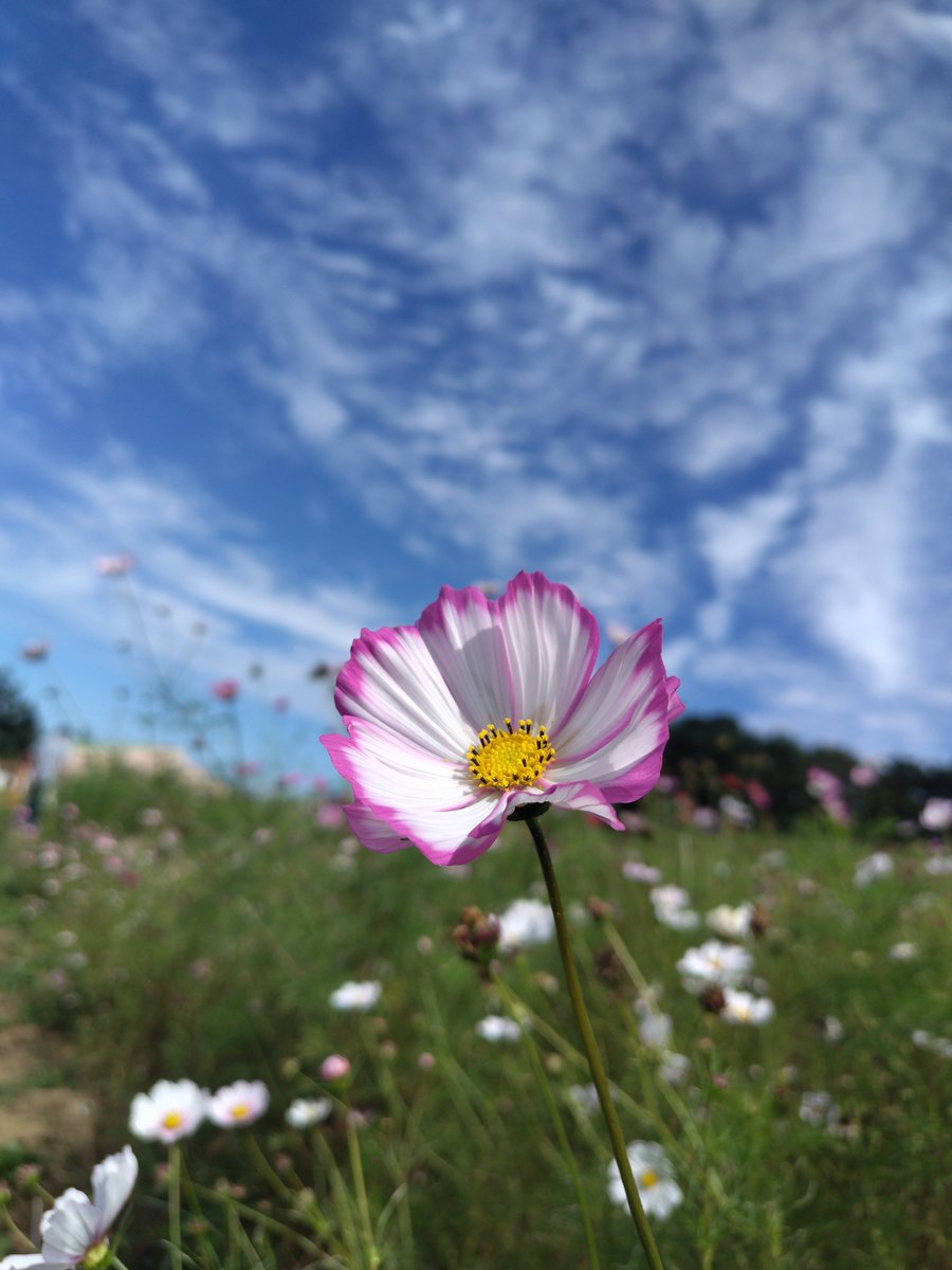 ss41sh's tweet photo. シルバーウィーク最終日にモヤヒルズにコスモスを見に行きました🌼 https://t.co/vmnRPpx7vs