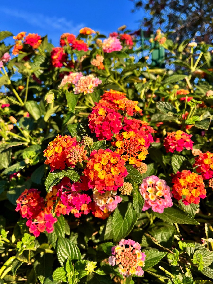 lizzie_hubbard2's tweet photo. @DailyPicTheme2 #DailyPictureTheme #UpliftingColours #flowers 🌺 https://t.co/EVDvKOiVM6