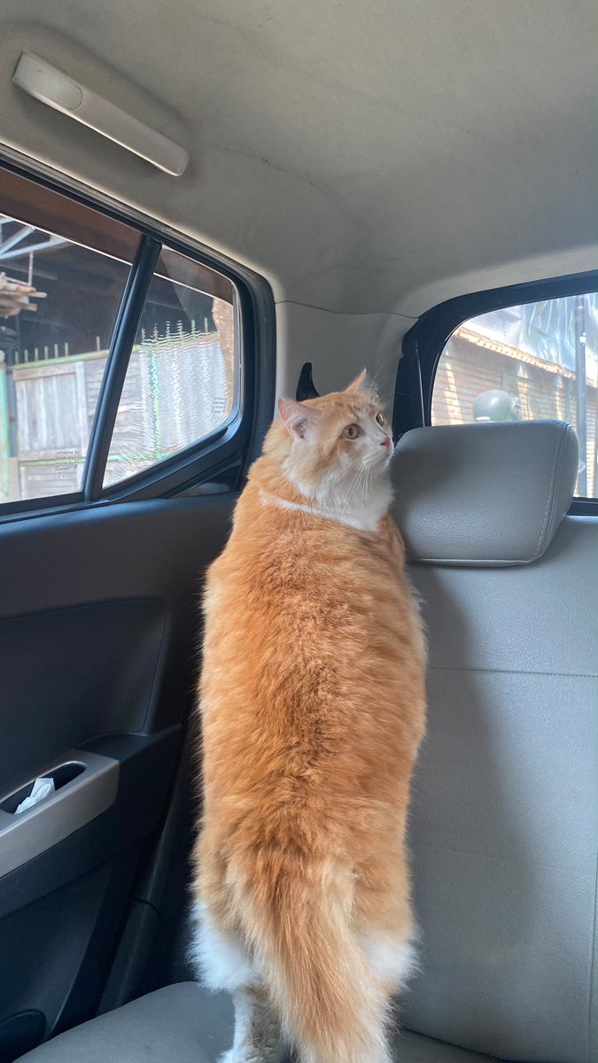 jaemiseoki's tweet photo. sebelum dan sesudah mandi 🐈 https://t.co/hQSkGg16Pw