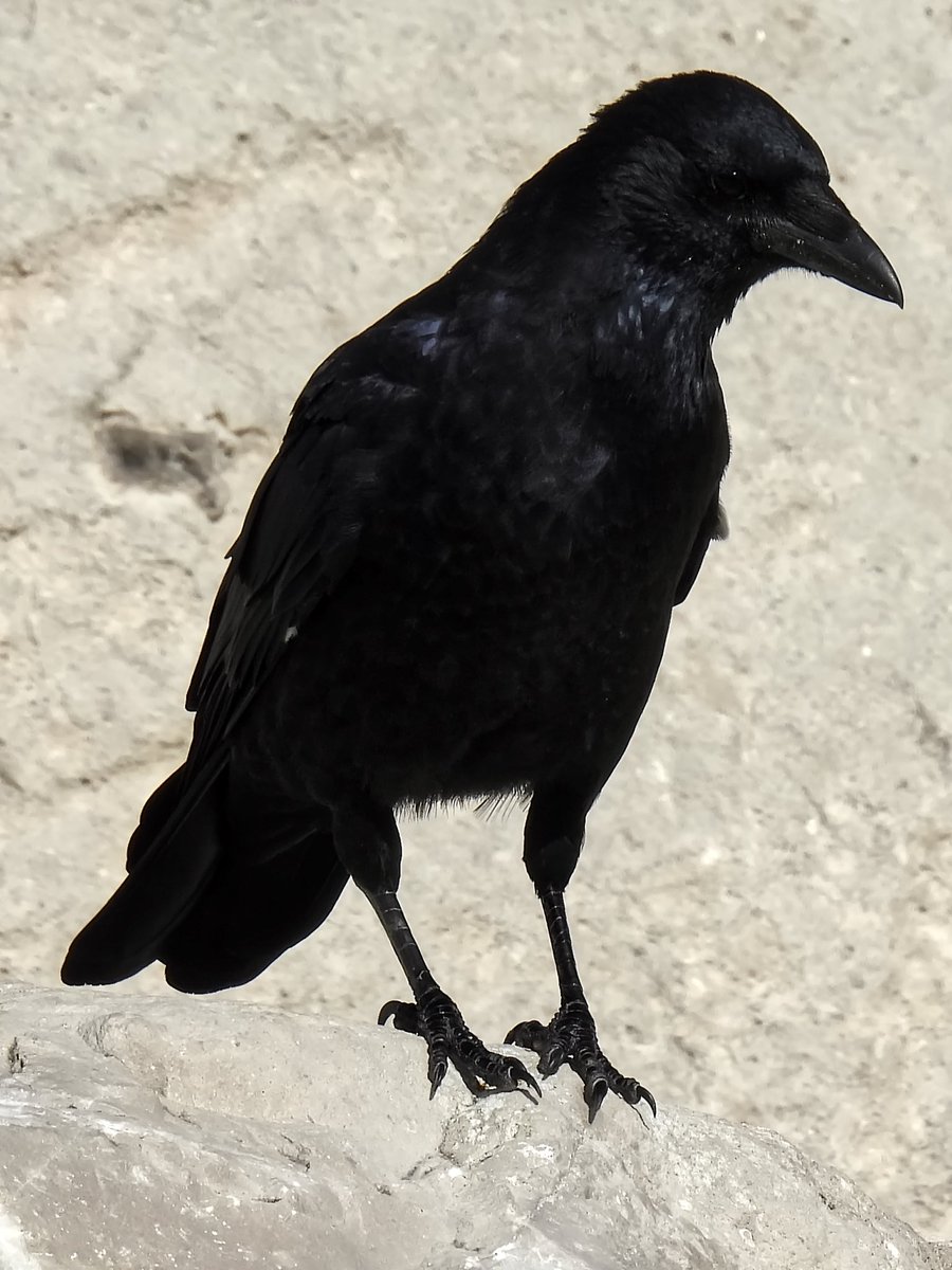 Palumbus_Pics's tweet photo. Crow contrasted against the light rock https://t.co/02qpoldJnf