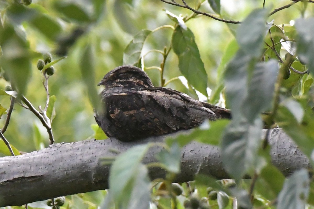 KikutaShikou's tweet photo. うるせーやつらだな…
という顔でしょうか
夏鳥なので渡りで寄ったようです
（野鳥公園ブログには動画もあります）
2026.9.22大田区 https://t.co/3s9pOdEaaS