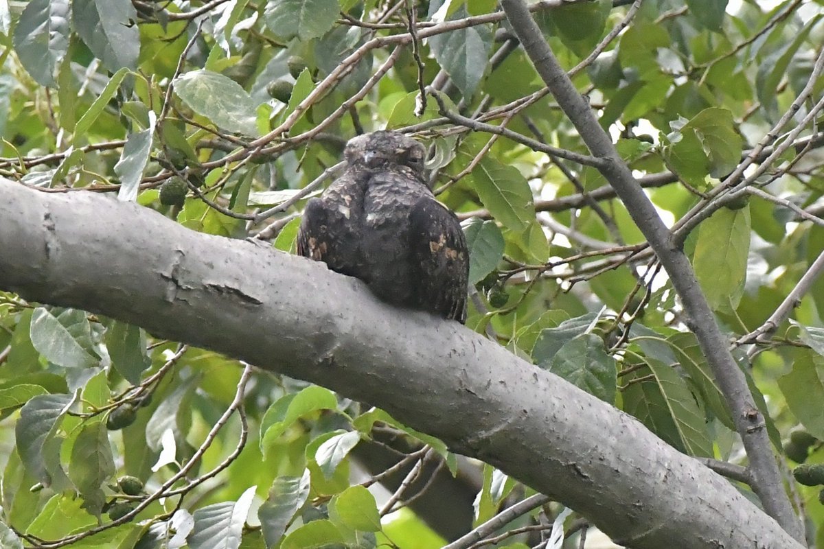 KikutaShikou's tweet photo. うるせーやつらだな…
という顔でしょうか
夏鳥なので渡りで寄ったようです
（野鳥公園ブログには動画もあります）
2026.9.22大田区 https://t.co/3s9pOdEaaS