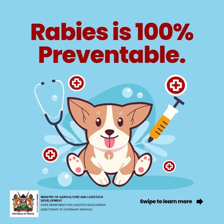 Dir_vetservices's tweet photo. 🐕 Rabies is 100% preventable, yet thousands still die every year — 40% are children.

Protecting your pets protects your family. Vaccinate your dogs and cats regularly! 🐾

If bitten or scratched by a dog or cat:
1️⃣ Wash wound with soap & running water for 15 min
2️⃣ Apply antiseptic
3️⃣ Seek PEP at a health center IMMEDIATELY

Has your pet had their annual rabies jab? Retweet to spread awareness!

#WorldRabiesDay #RabiesAwareness #VaccinateYourPets #EndRabies