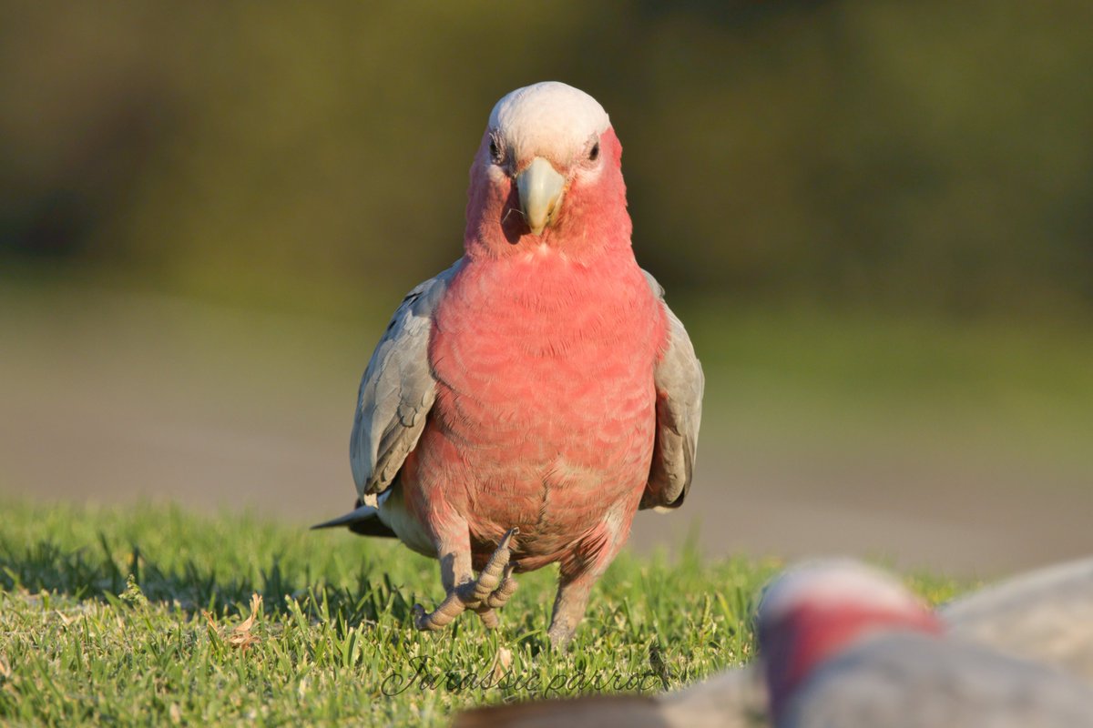 jurassic_parrot's tweet photo. Photos from this afternoon’s visit to the park (26/09/26) 😊
Today was a very hot day here in Sydney, with a maximum temperature of 33°C. Not many birds were out in the middle of the day, but they slowly started appearing from around 4 PM, when the temperature dropped slightly. https://t.co/SCHOlMY7GK