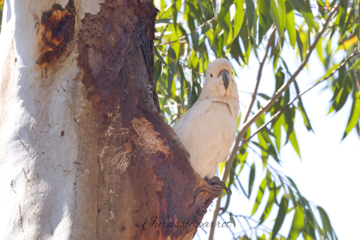 jurassic_parrot's tweet photo. Photos from this afternoon’s visit to the park (26/09/26) 😊
Today was a very hot day here in Sydney, with a maximum temperature of 33°C. Not many birds were out in the middle of the day, but they slowly started appearing from around 4 PM, when the temperature dropped slightly. https://t.co/SCHOlMY7GK