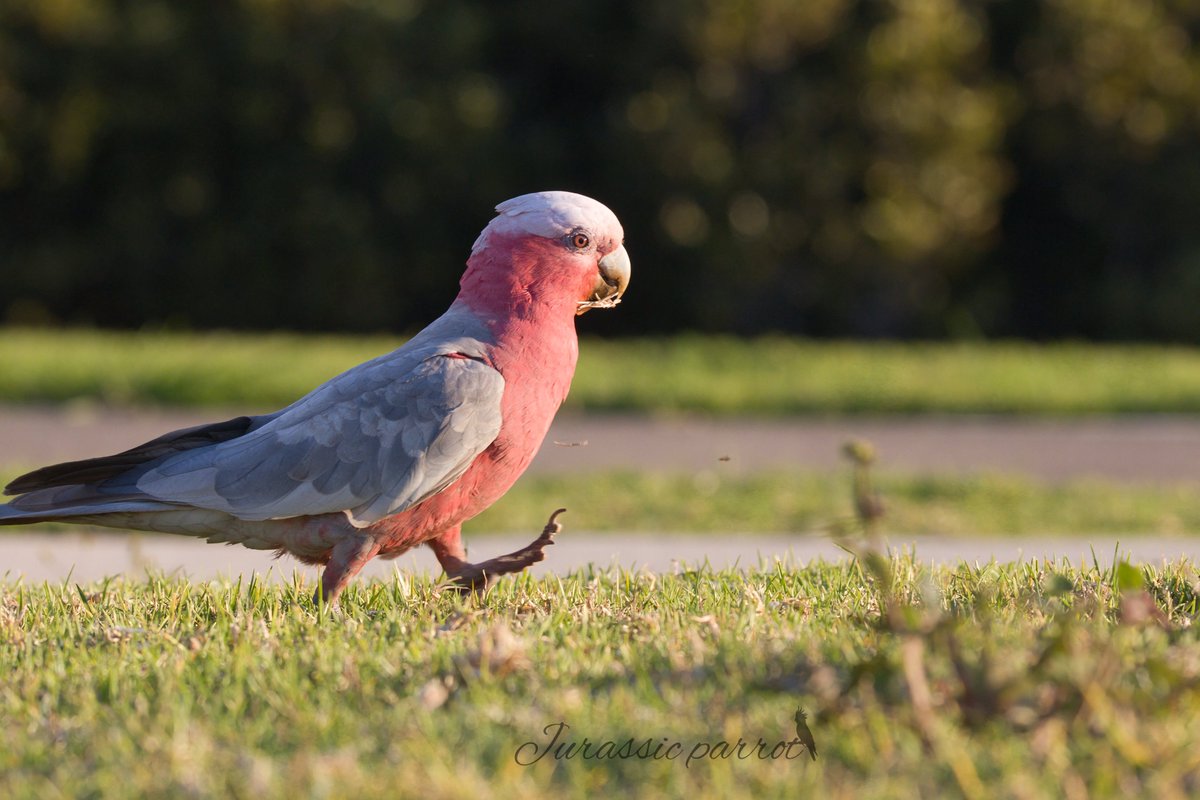 jurassic_parrot's tweet photo. Photos from this afternoon’s visit to the park (26/09/26) 😊
Today was a very hot day here in Sydney, with a maximum temperature of 33°C. Not many birds were out in the middle of the day, but they slowly started appearing from around 4 PM, when the temperature dropped slightly. https://t.co/SCHOlMY7GK