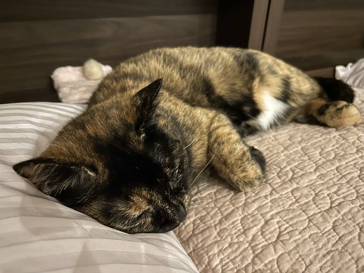 P_caroto's tweet photo. いっぱいねた
#サビ猫 https://t.co/XM2pi3NiMt