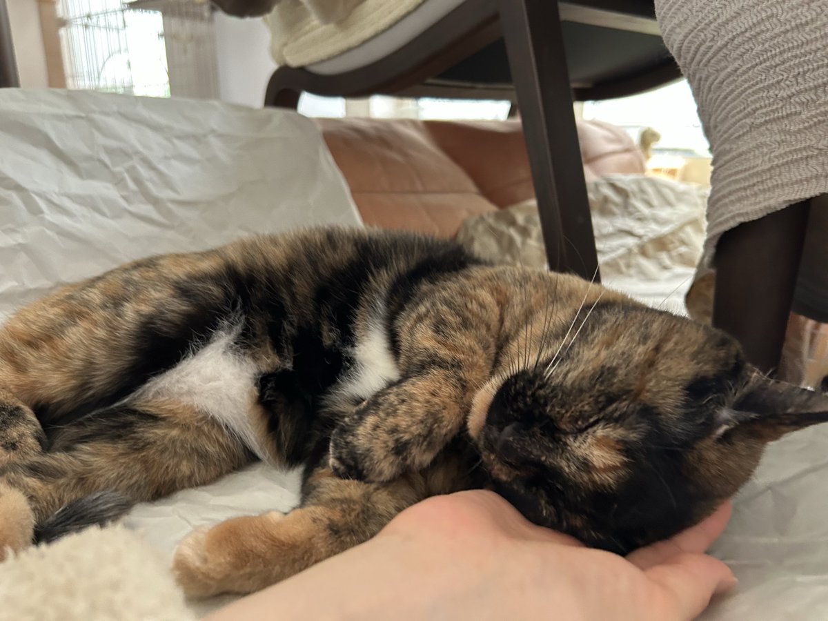 P_caroto's tweet photo. いっぱいねた
#サビ猫 https://t.co/XM2pi3NiMt