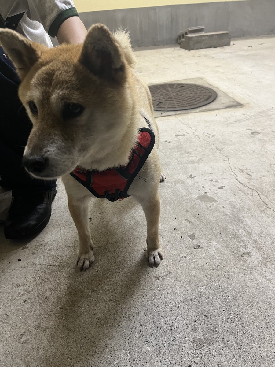 nekomaru94's tweet photo. 迷子犬に遭遇しました
飼い主の方が出てくれるといいな！

#迷子犬　#横浜市 #拡散希望 https://t.co/fFhPNXaM5c