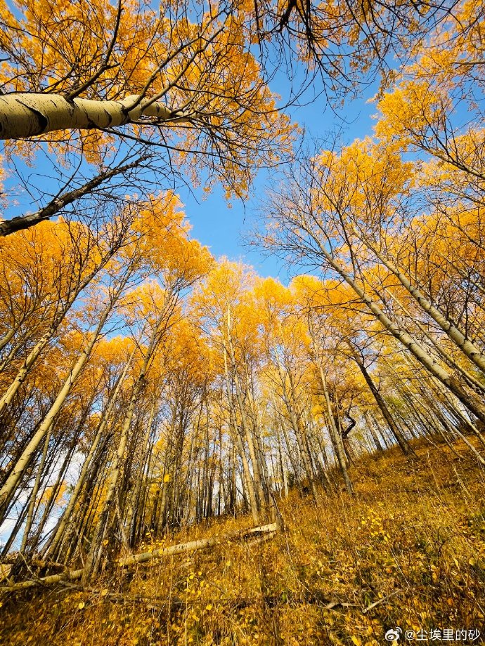 ellatate861320's tweet photo. New to photography Start with this: Mastering natural light first will instantly make your shots look way more professional than any fancy gear. Practice with golden hour – it’s nature’s best filter for free! https://t.co/q9OdrINmRt