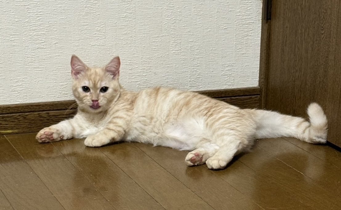 UGolila's tweet photo. 🐱新しい家族が増え���した🐾

この度、新しく子猫の「ロイくん」をお迎えしました！✨

ねむとういに続いて、我が家に新しい仲間が加わりました🥰

これから3匹で仲良く、楽しく、幸せな毎日を過ごしていこうね！

ロイくん、これからよろしくね🐾💕

#猫のいる暮らし #子猫 #新しい家族 #ロイくん https://t.co/NvXhY5LoAv