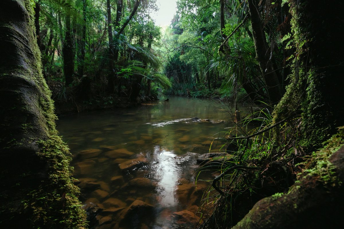 pollardcor3ljt's tweet photo. Stream in the New Zealand forest
#NatureVibes #PUBG https://t.co/KKIx29qQ9Q