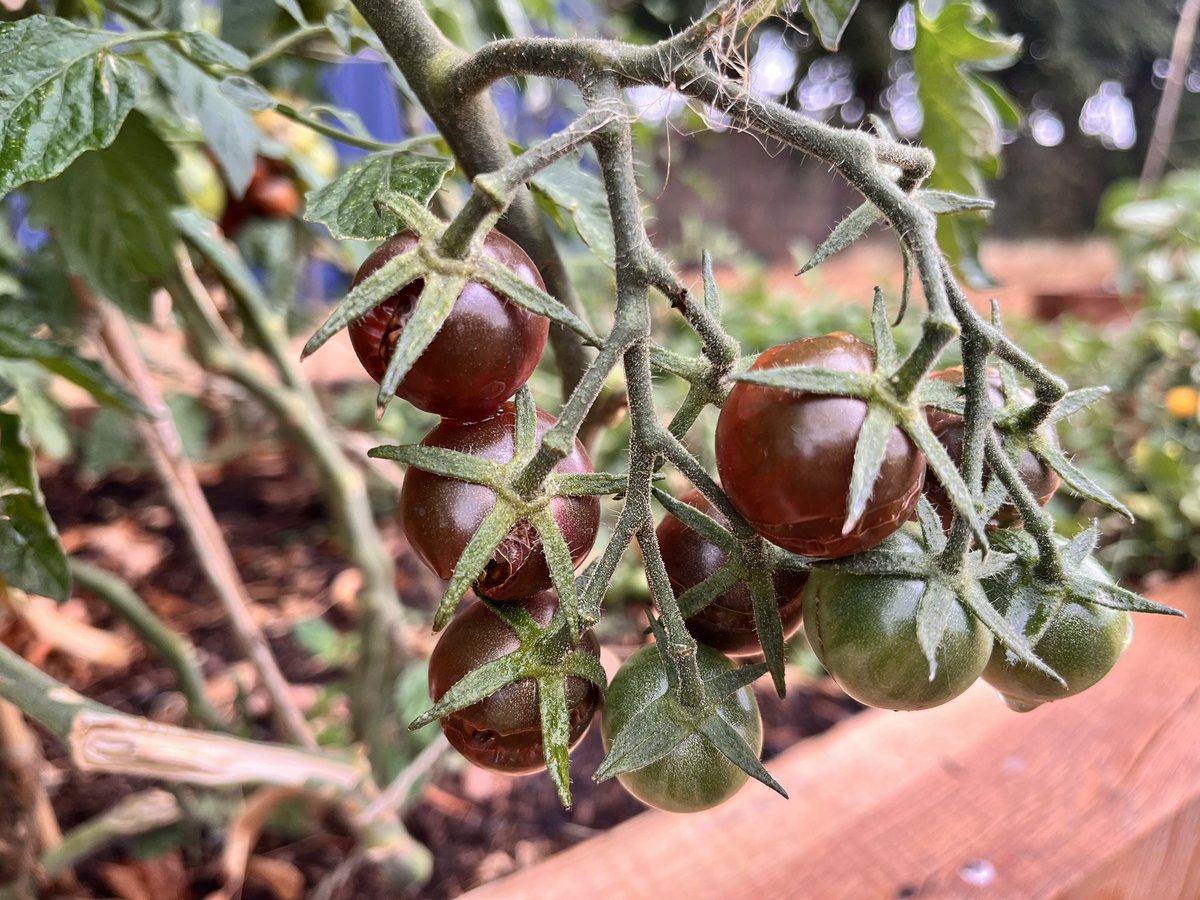 FFishponds's tweet photo. Don’t forget to pop in to Fishponds Playing Fields today (Sat 26 Sep) 3-5pm. We’ll be at the end of the field next to the raised beds. Have you ever dug up a potato? Now’s your chance!  Lots of homemade produce to sample. 🥔 🍅 Entrance 91a Hebdon Rd #tooting @tootingnewsie https://t.co/BPtLAGwf7A