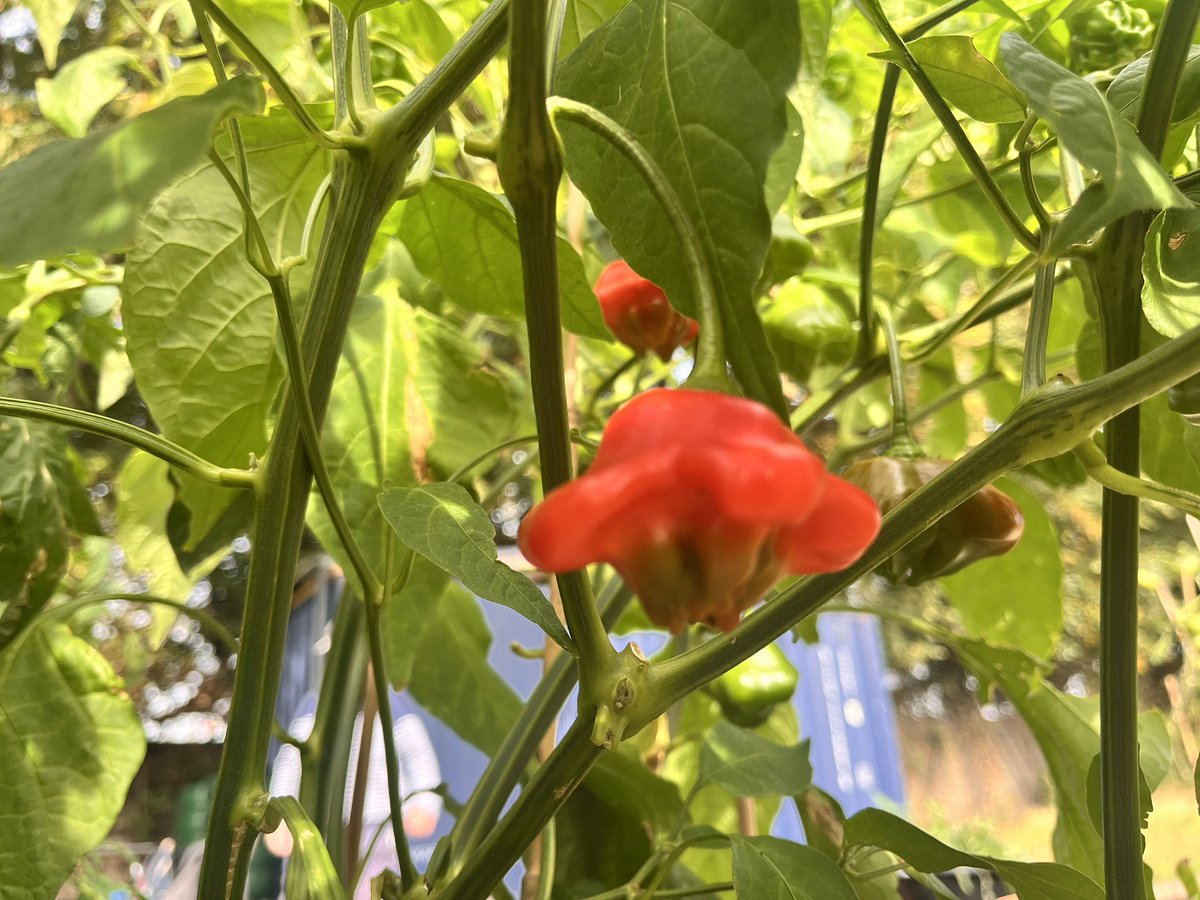 FFishponds's tweet photo. Don’t forget to pop in to Fishponds Playing Fields today (Sat 26 Sep) 3-5pm. We’ll be at the end of the field next to the raised beds. Have you ever dug up a potato? Now’s your chance!  Lots of homemade produce to sample. 🥔 🍅 Entrance 91a Hebdon Rd #tooting @tootingnewsie https://t.co/BPtLAGwf7A