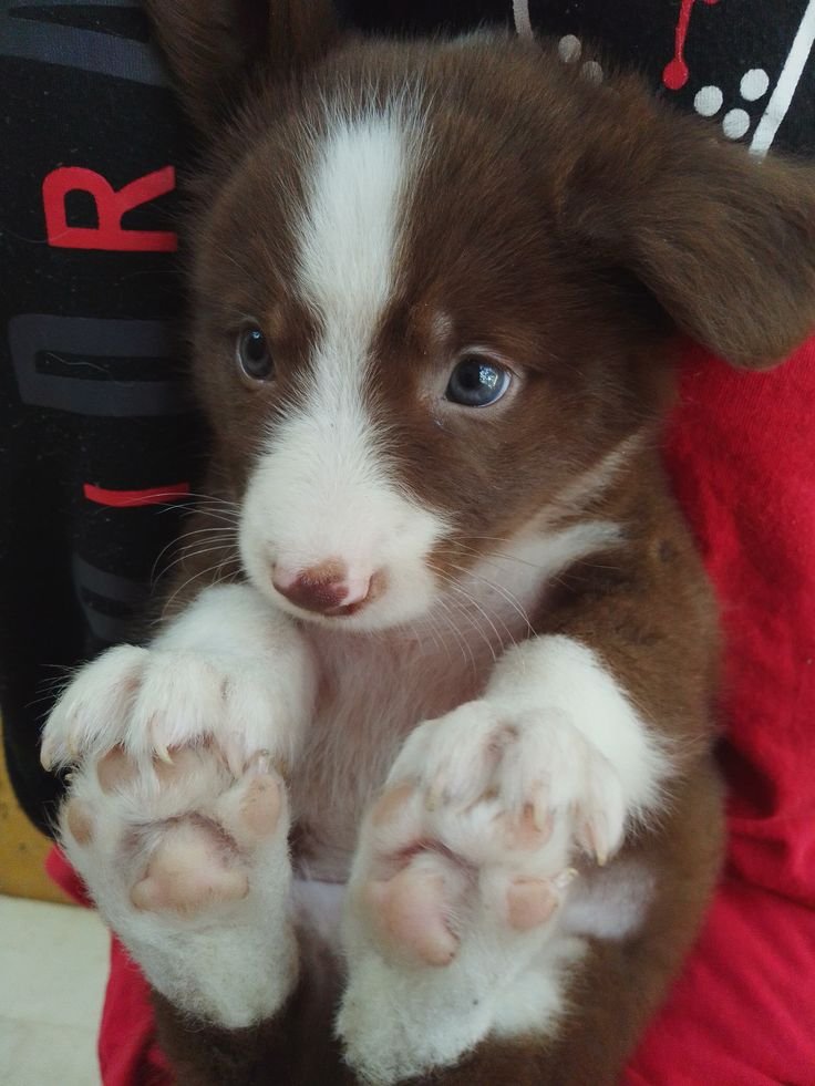 Animal_fanlover's tweet photo. https://t.co/pWjPEirMJW