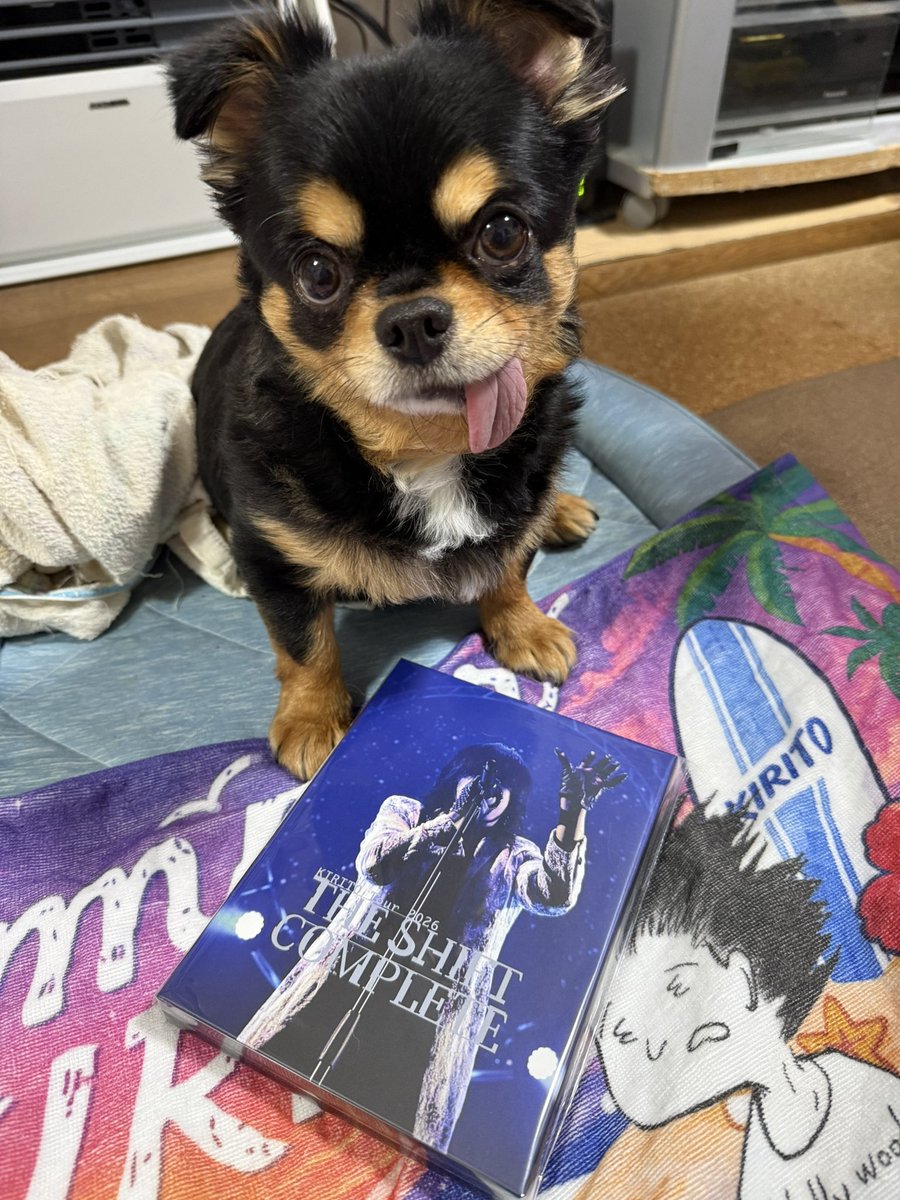 meigyoku's tweet photo. 世の中は天使さんだけど参戦できない組なのでこっち観て自分を慰めるね！

#誾千代 
#垂れ耳チワワ 
#KIRITO https://t.co/dSovmUhk7T