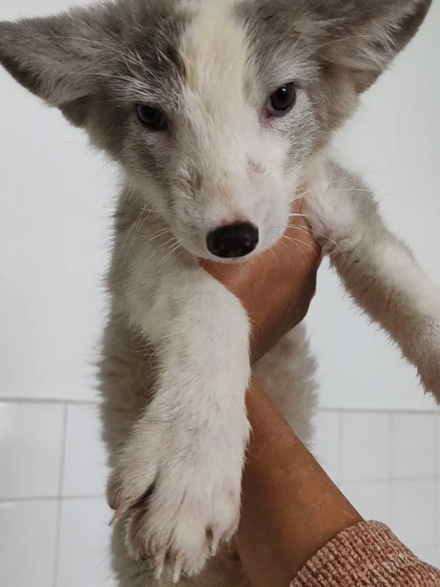 MiyokoGomes's tweet photo. Watch your friend grow over two months. https://t.co/8RrIs5vsIQ