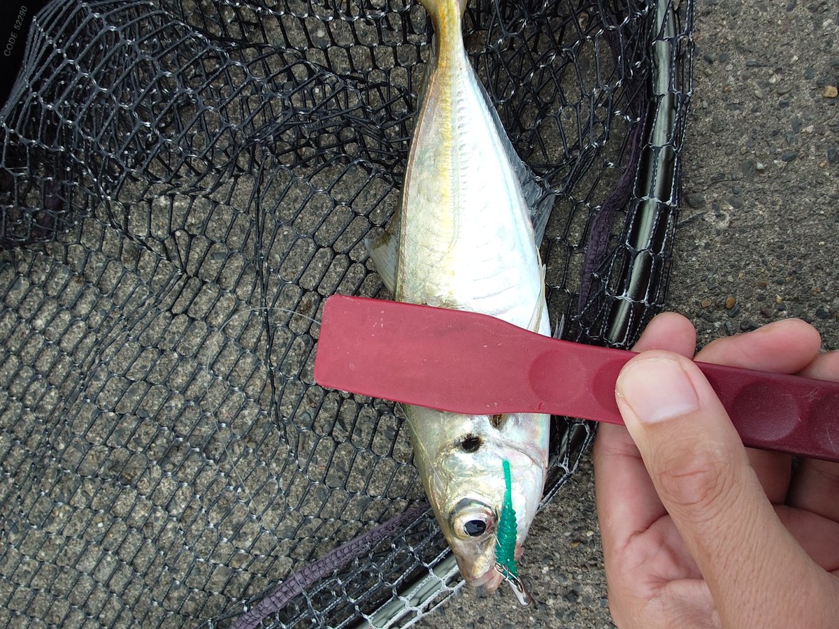 kemokuri's tweet photo. あとカマスとサバも釣れた(⁠*⁠´⁠ω⁠｀⁠*⁠) https://t.co/HQl2cTDuil