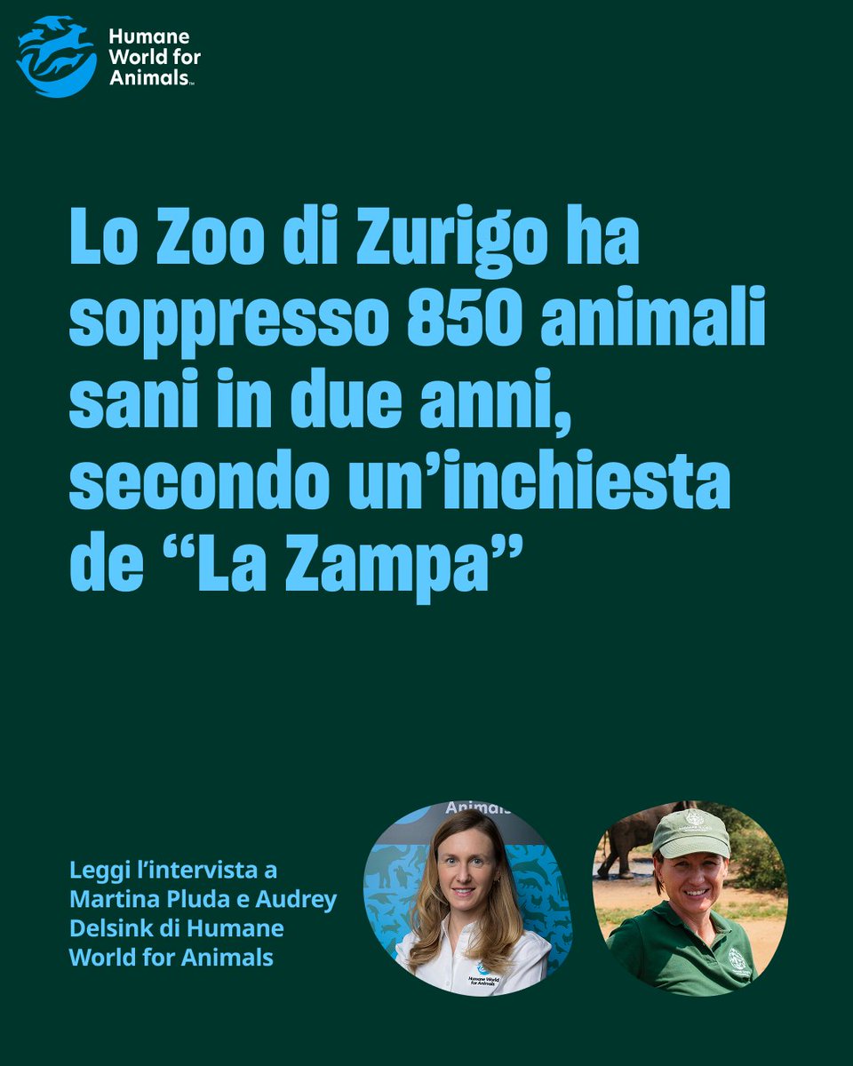 humaneworldita's tweet photo. 850 animali sani soppressi in 2 anni. Sono i numeri che emergono da un’inchiesta de @lazampa che rivela come lo Zoo di Zurigo, tra settembre 2024 e luglio 2026, abbia effettuato 850 “soppressioni per gestione delle specie”.

L’articolo completo è su https://t.co/R7EL7Orw8E. https://t.co/rfzZ6Lr5cK