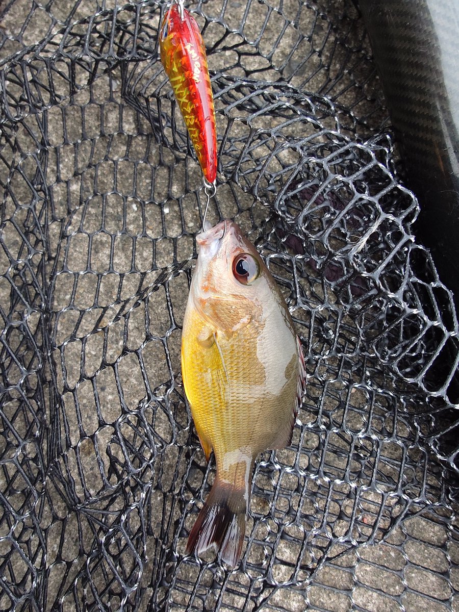 kemokuri's tweet photo. あとカマスとサバも釣れた(⁠*⁠´⁠ω⁠｀⁠*⁠) https://t.co/HQl2cTDuil
