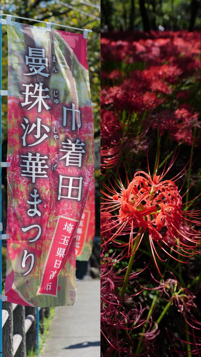 soleicaSL3's tweet photo. 毎年タイミングを逃し行けなかった　念願の曼珠沙華公園へ
思ってた20倍咲き乱れてて圧巻だった
来年もまた行けたらいいな🌺

#巾着田曼珠沙華公園
#巾着田曼珠沙華まつり https://t.co/2duwCBNBS4