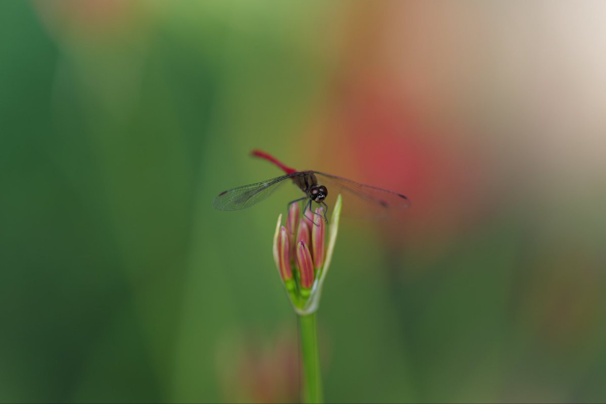 soleicaSL3's tweet photo. 毎年タイミングを逃し行けなかった　念願の曼珠沙華公園へ
思ってた20倍咲き乱れてて圧巻だった
来年もまた行けたらいいな🌺

#巾着田曼珠沙華公園
#巾着田曼珠沙華まつり https://t.co/2duwCBNBS4
