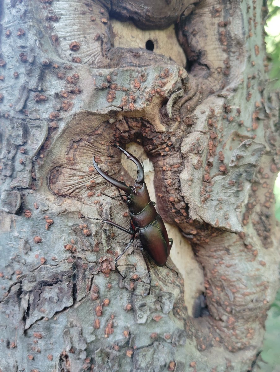 AMRAAM_beetle's tweet photo. #クワガタ  #昆虫  #カマキリ   #イナゴ
今日のこんちう https://t.co/RkKshyY6BN