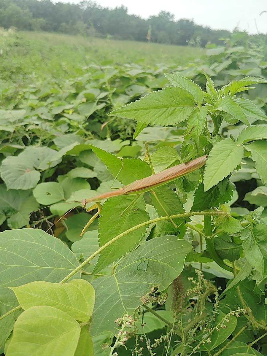 AMRAAM_beetle's tweet photo. #クワガタ  #昆虫  #カマキリ   #イナゴ
今日のこんちう https://t.co/RkKshyY6BN