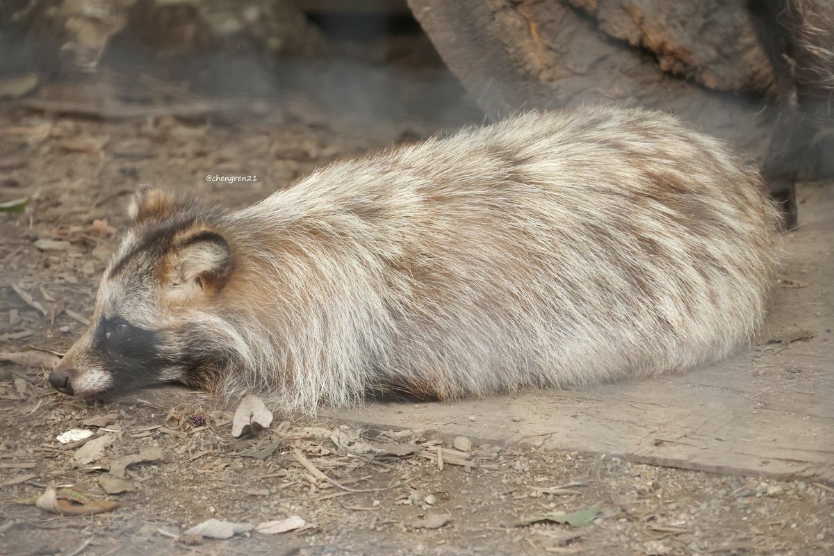 chengren21's tweet photo. たぶん尺取って動く #旭山動物園 #エゾタヌキ https://t.co/DS1xXvbEhd