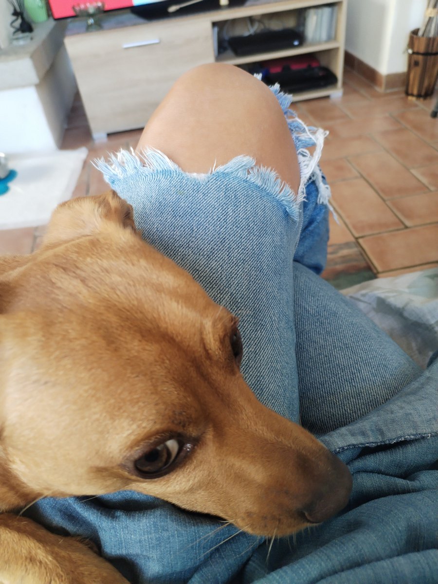 vyellow80's tweet photo. 5 minuti di relax ❤️
#Ibra #mydog #saturday https://t.co/Pg9EQannmU