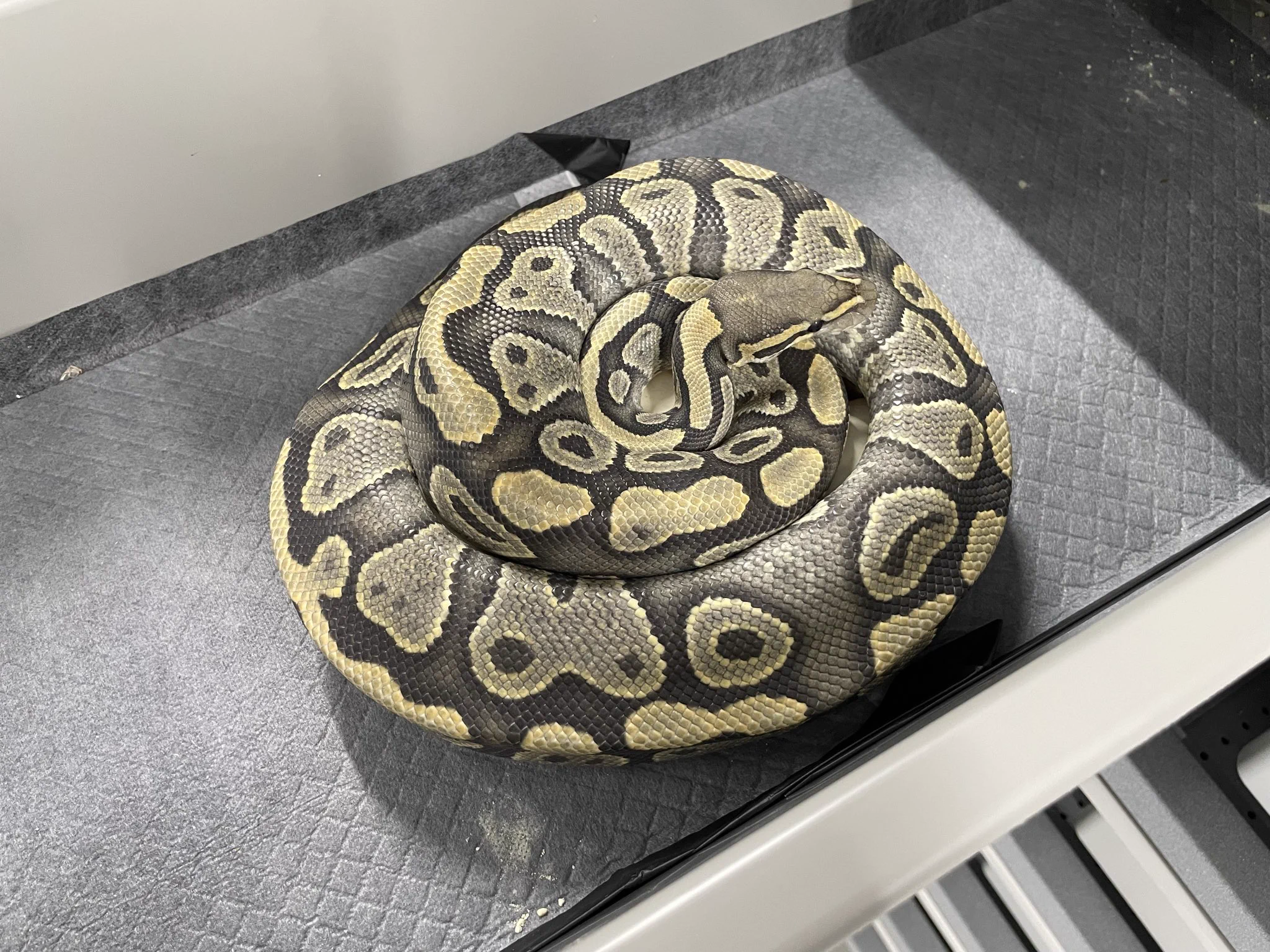 δ7Ballpython (@Delta7BP) / X