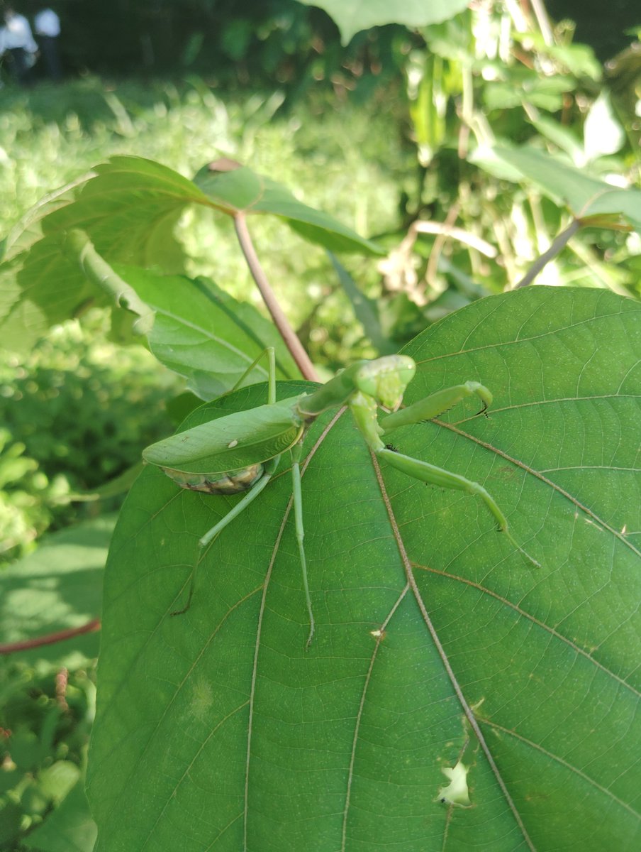 AMRAAM_beetle's tweet photo. #クワガタ  #昆虫  #カマキリ   #イナゴ
今日のこんちう https://t.co/RkKshyY6BN